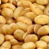 Potatoes Allover in Gold and Brown ELS575-GOL