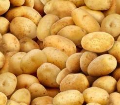 Potatoes Allover in Gold and Brown ELS575-GOL