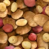 Potatoes Allover in Gold and Red ELS387- MUL