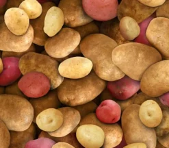 Potatoes Allover in Gold and Red ELS387- MUL