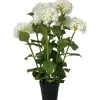 3′ Potted Hydrangea, Cream