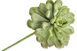 6″ Real Touch Aeonium Pick, Green Burgundy