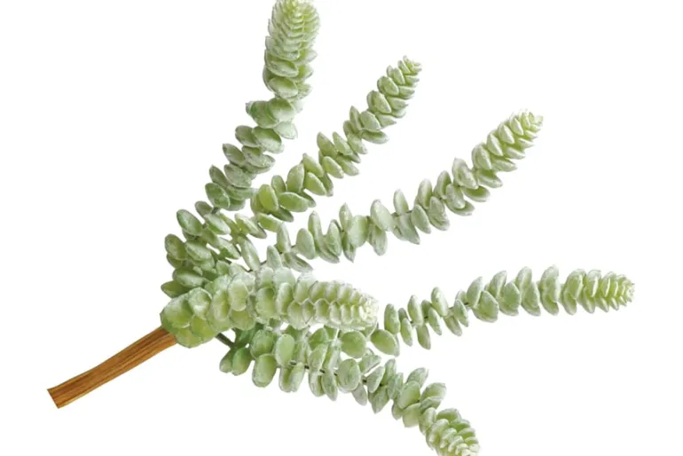 5″ Real Touch Mini Agave Pick