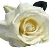 13″ Rose Stem, Pink