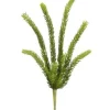 15″ Senecio Pick