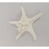 Starfish Shell – 1 Piece