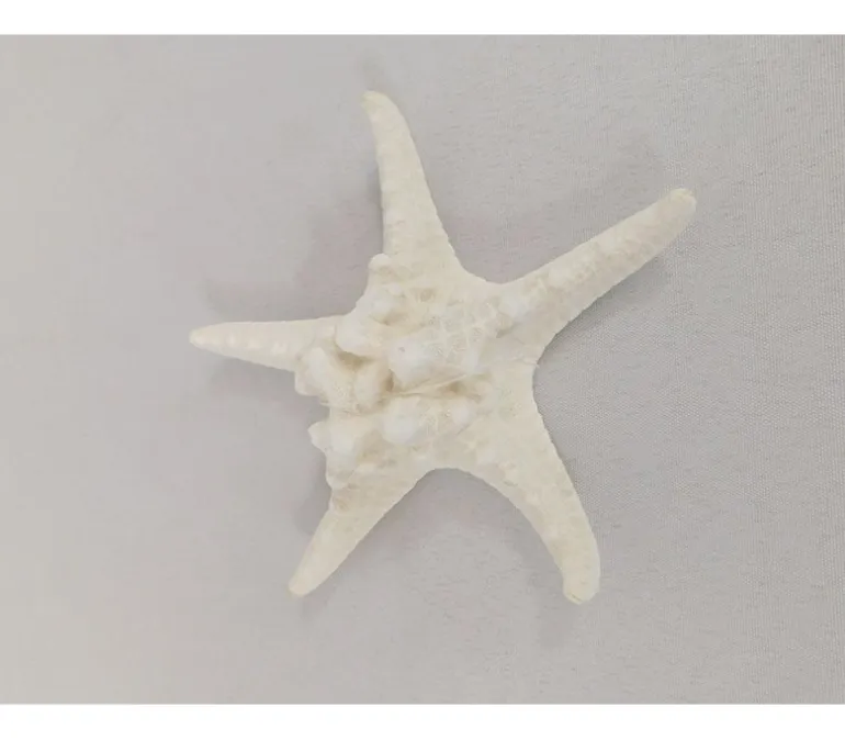 Starfish Shell – 1 Piece