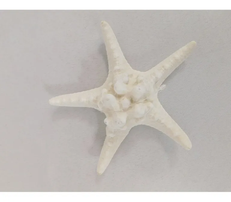 Starfish Shell – 1 Piece