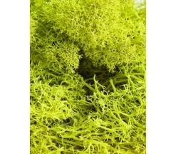 SuperMoss Reindeer Moss – Forest Green – 2-ounce