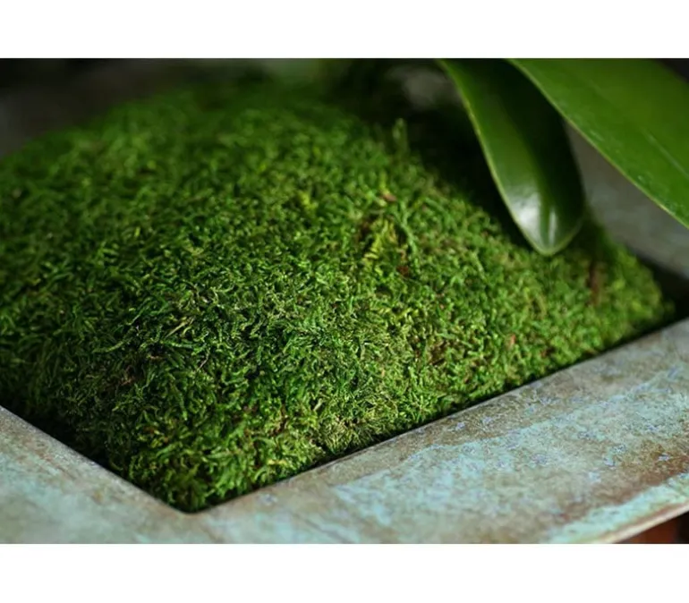 SuperMoss Spanish Moss – Grass Green – 4-ounce