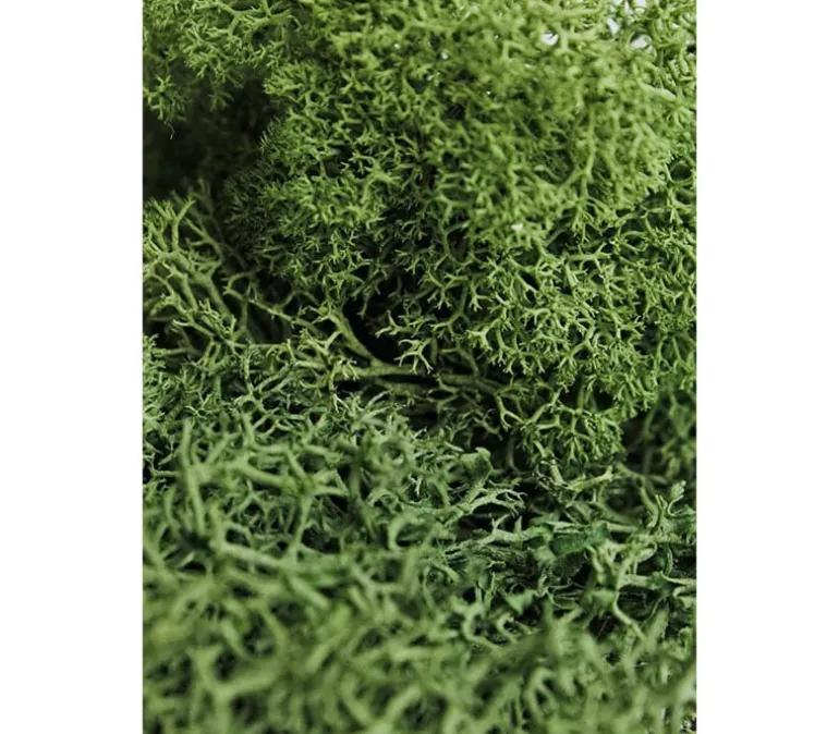 SuperMoss Spanish Moss – Grass Green – 4-ounce