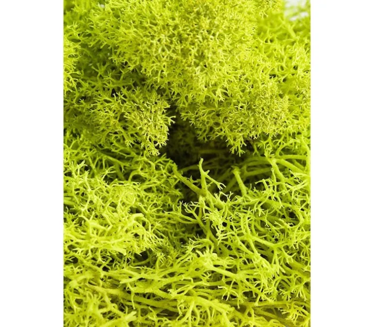 SuperMoss Spanish Moss – Grass Green – 4-ounce