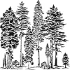The Crafters Workshop Majestic Forest Stencil