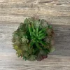 29″ Trailing Sedum, Coral