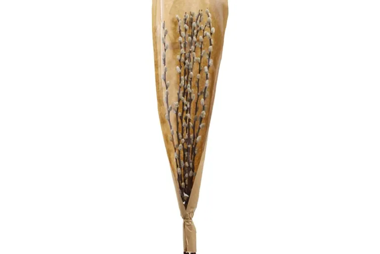 20″ UV Protected Sprengeri Fern Bush