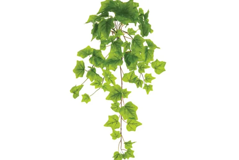 20″ UV Protected Sprengeri Fern Bush