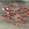 Wooden Ladybugs with Sticker Backs – 36 Piece