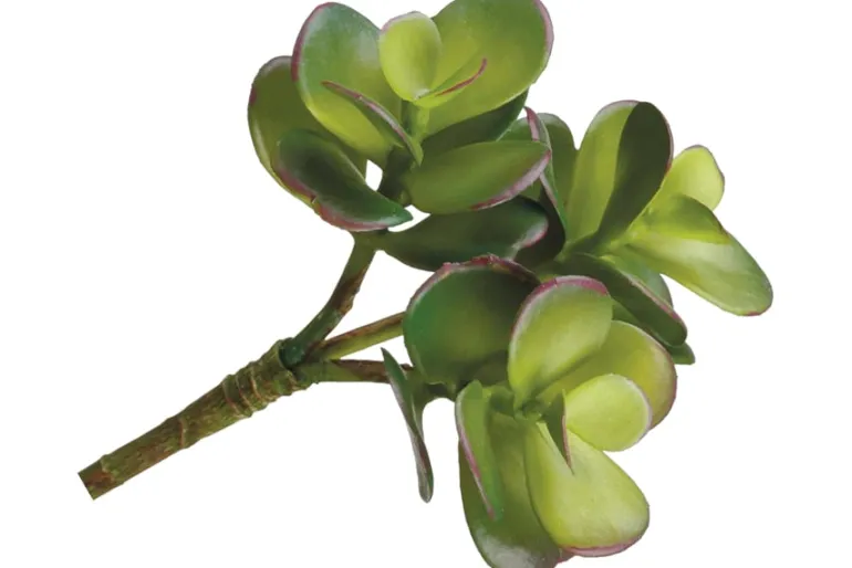 6″ x 3.5″ Green Red Tillandsia Pick